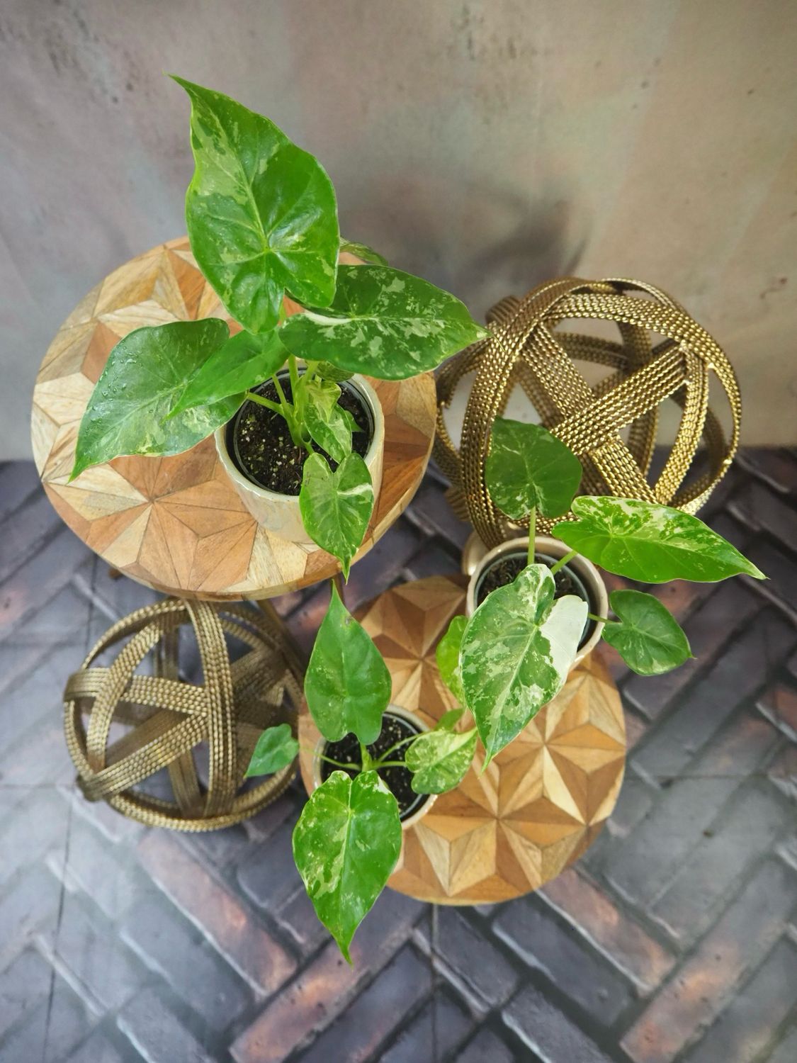 Alocasia Gageana Albo Variegata Alocasia Gageana Albo Variegata