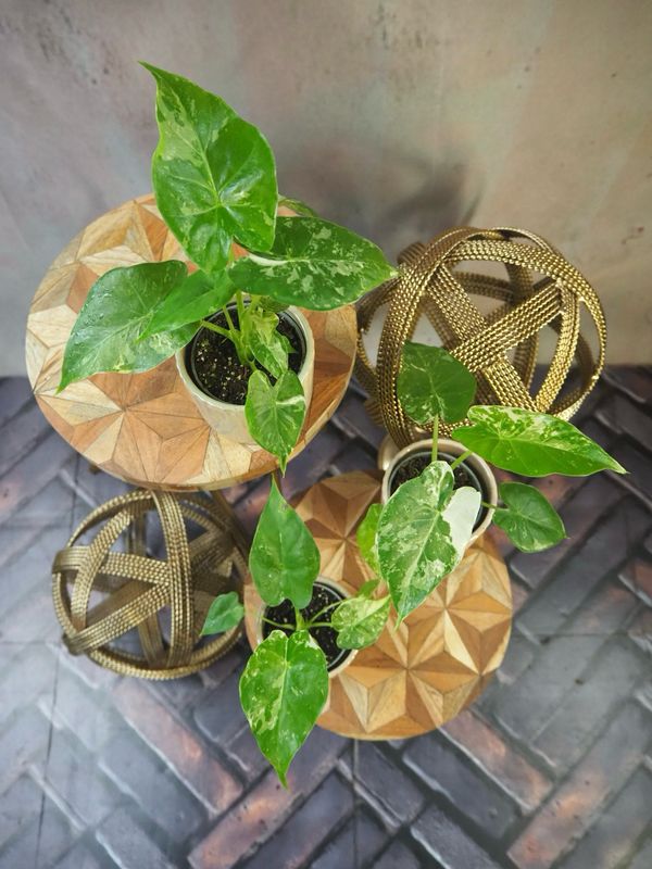 Alocasia Gageana Albo Variegata 