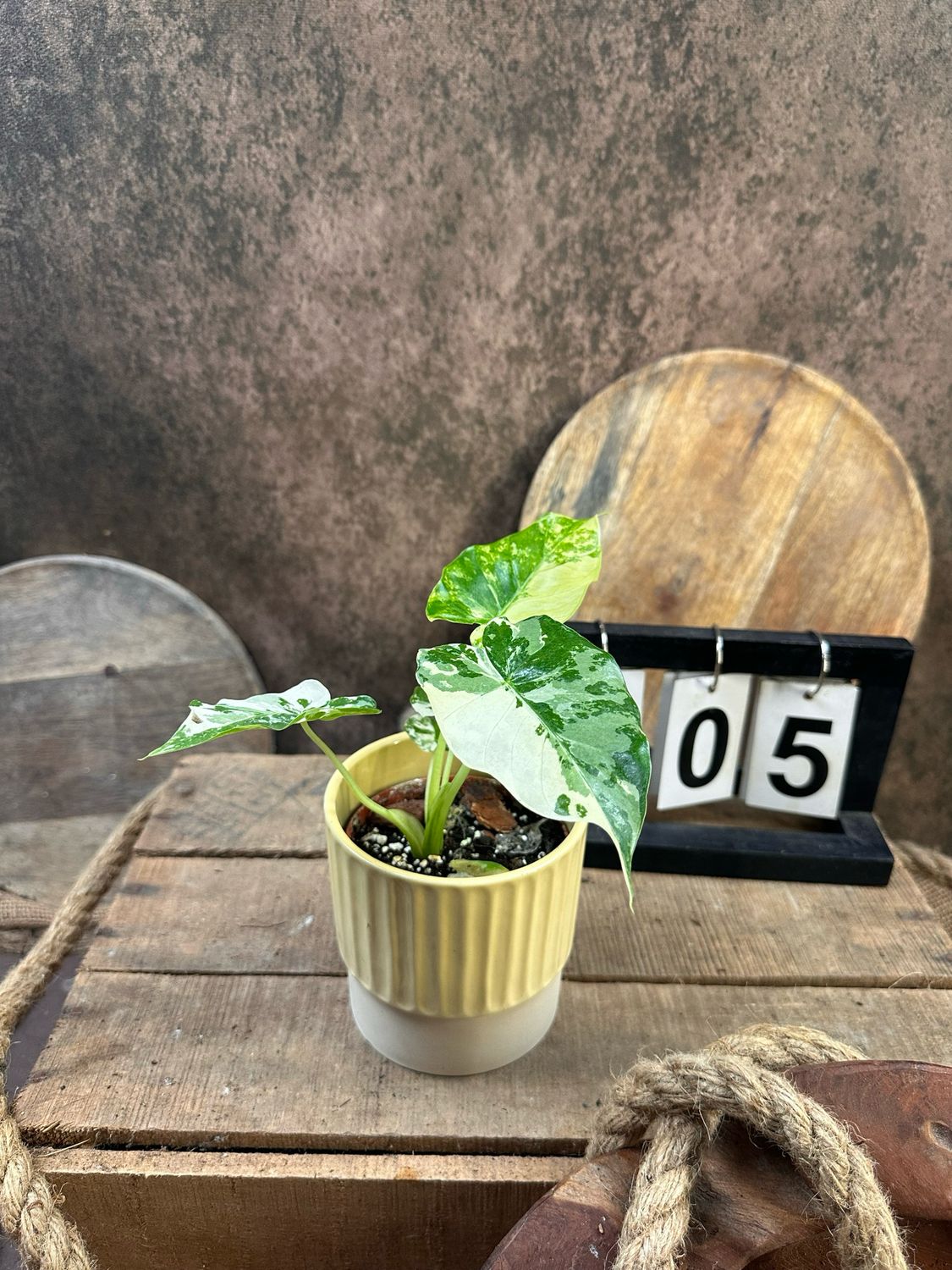 Alocasia Gageana Albo Variegata #5