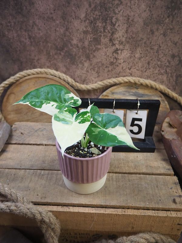 Alocasia Gageana Albo Variegata #5 Alocasia Gageana Albo Variegata #5
