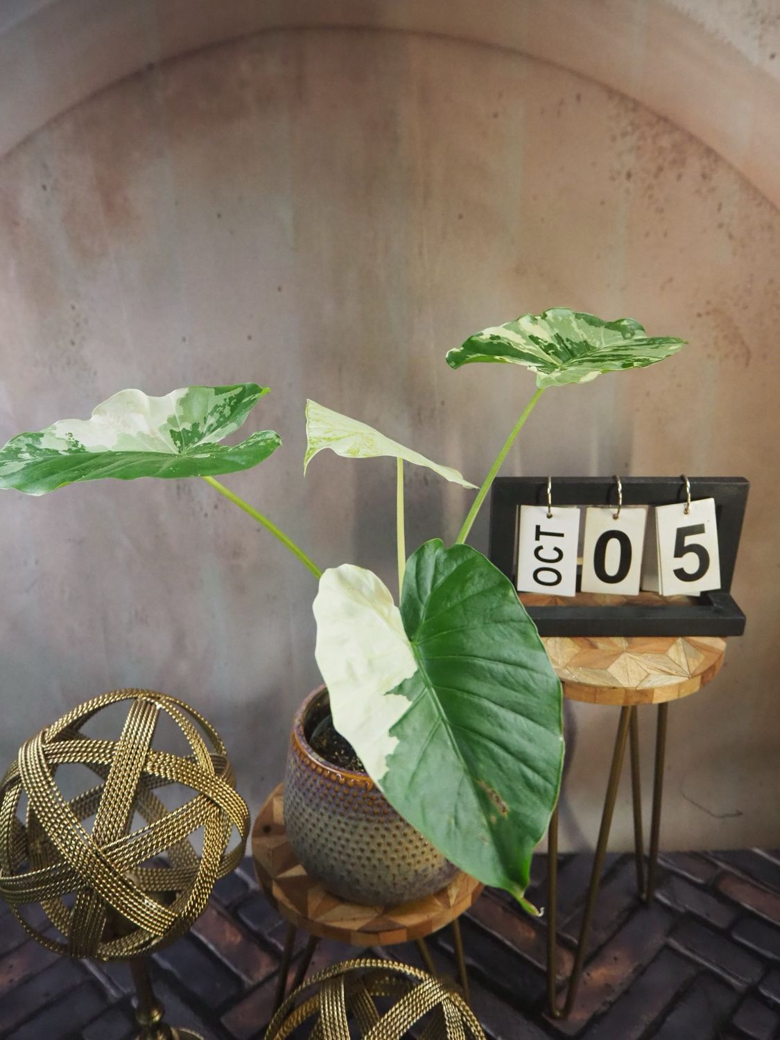 Alocasia Gageana Albo Variegata #5 Alocasia Gageana Albo Variegata #5