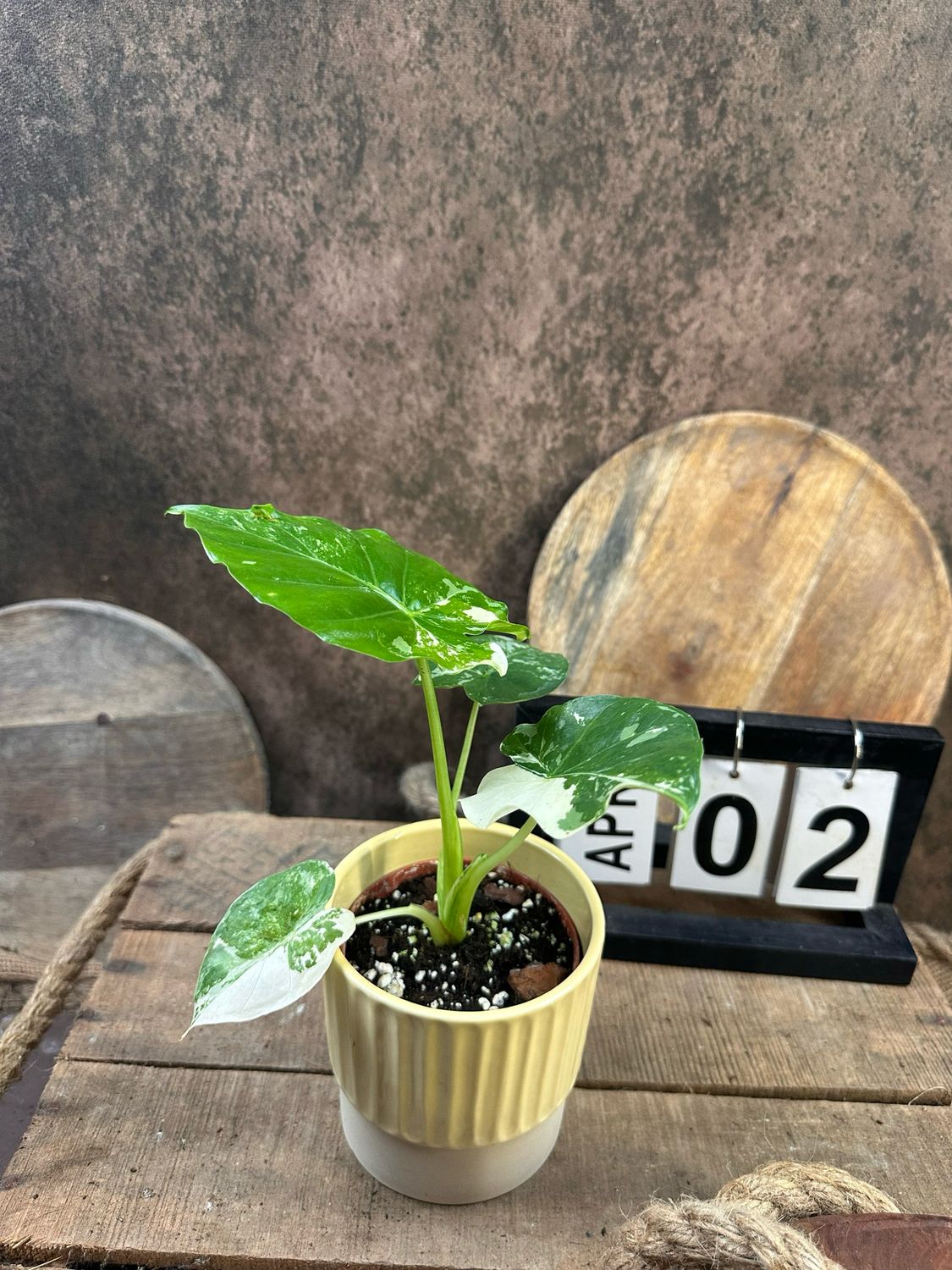 Alocasia Gageana Albo Variegata #2