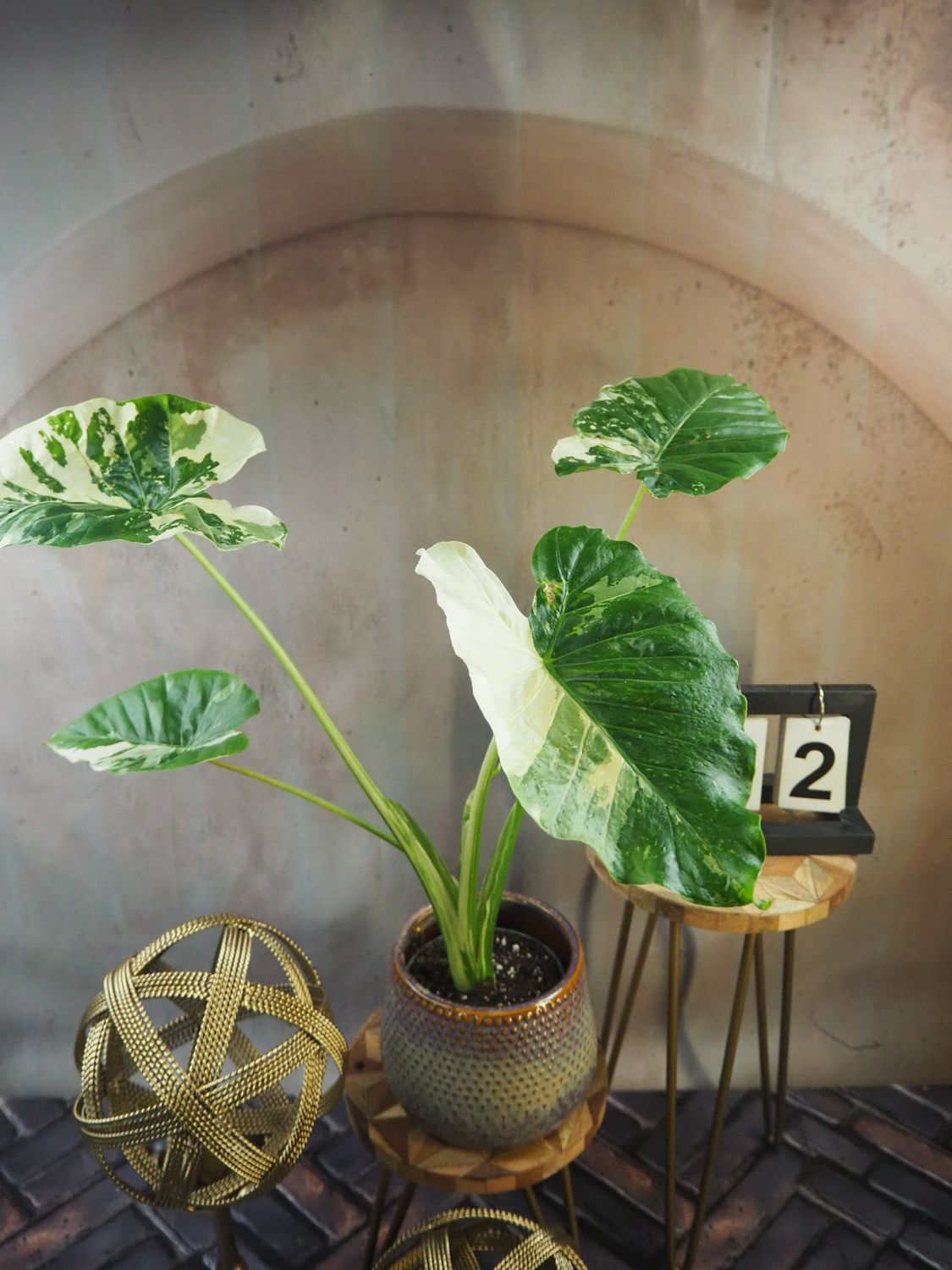 Alocasia Gageana Albo Variegata #2 Alocasia Gageana Albo Variegata #2