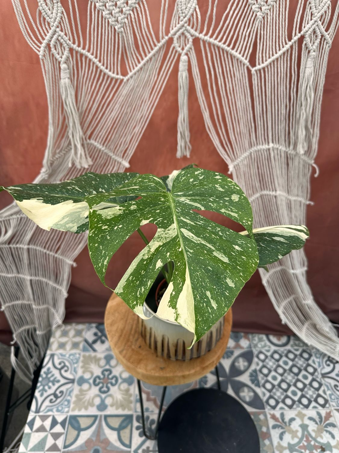 Monstera „Creme Brulee“ #5
