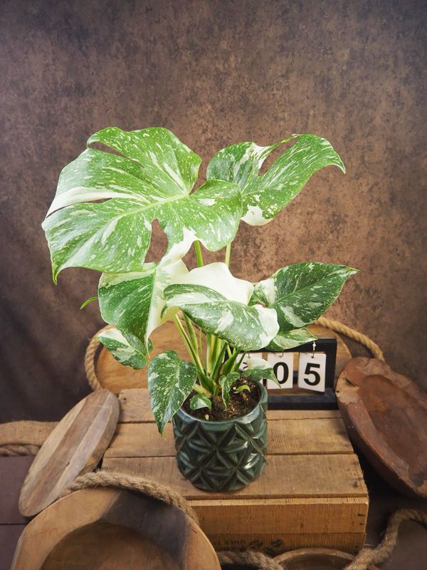 Monstera „Creme Brulee“ #5