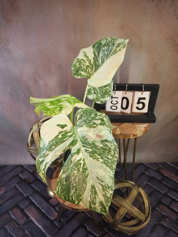 Monstera „Creme Brulee“ #5 Monstera „Creme Brulee“ #5