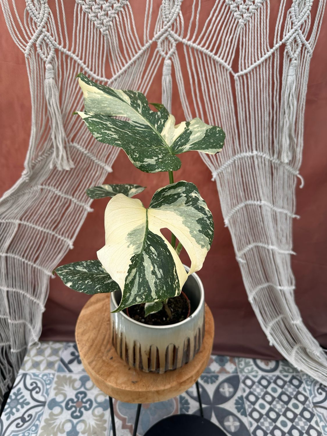 Monstera „Creme Brulee“ #6