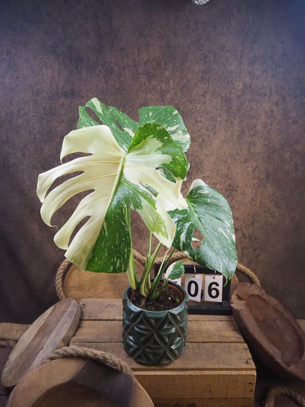Monstera „Creme Brulee“ #6