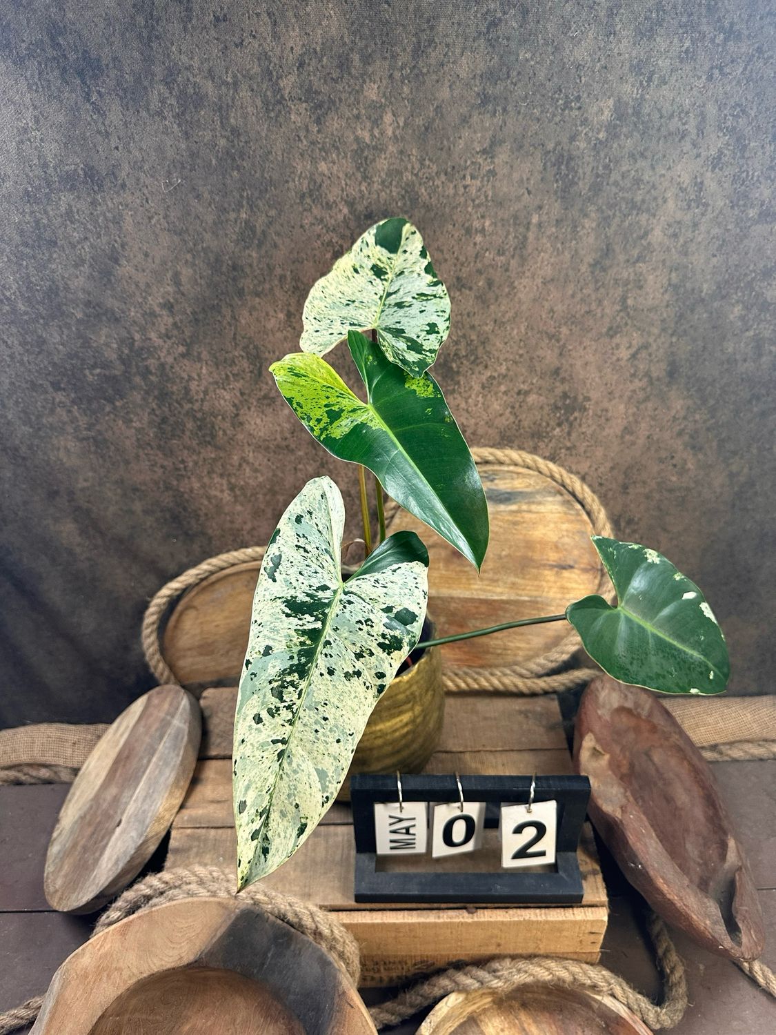 Philodendron Ilsemanii #2