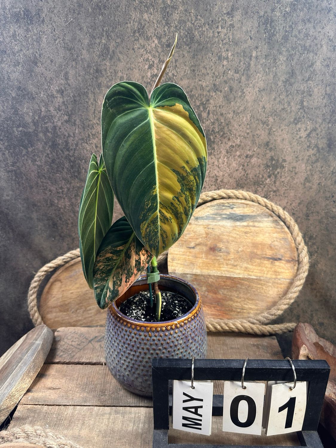 Philodendron melanochrysum Variegata „Orange Bonfire“ #1