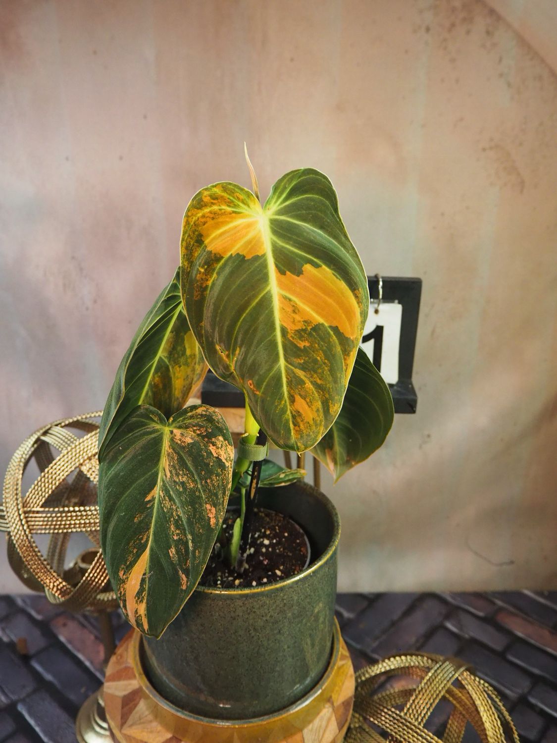 Philodendron melanochrysum Variegata „Orange Bonfire“ #1