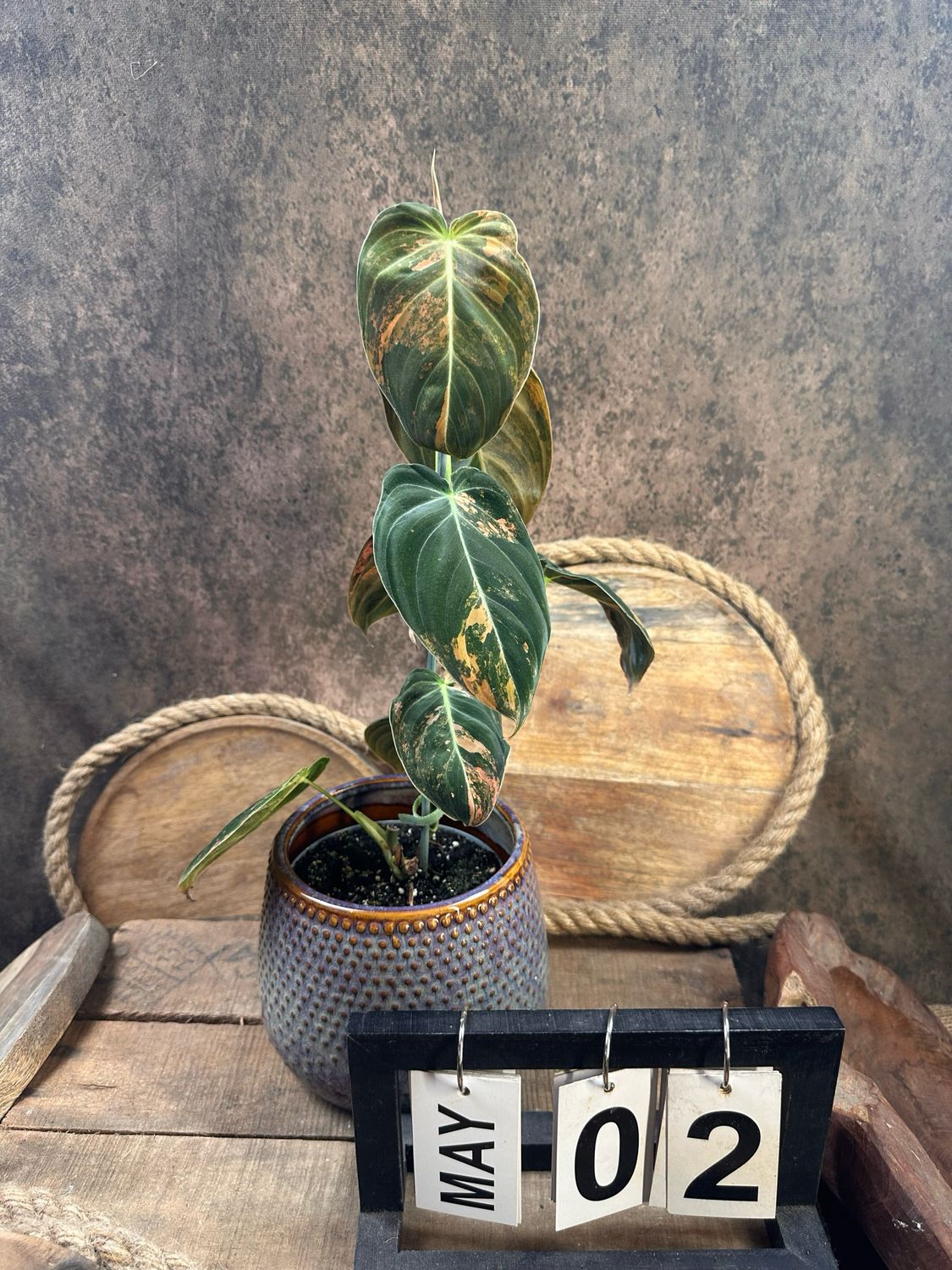 Philodendron melanochrysum Variegata „Orange Bonfire“ #2