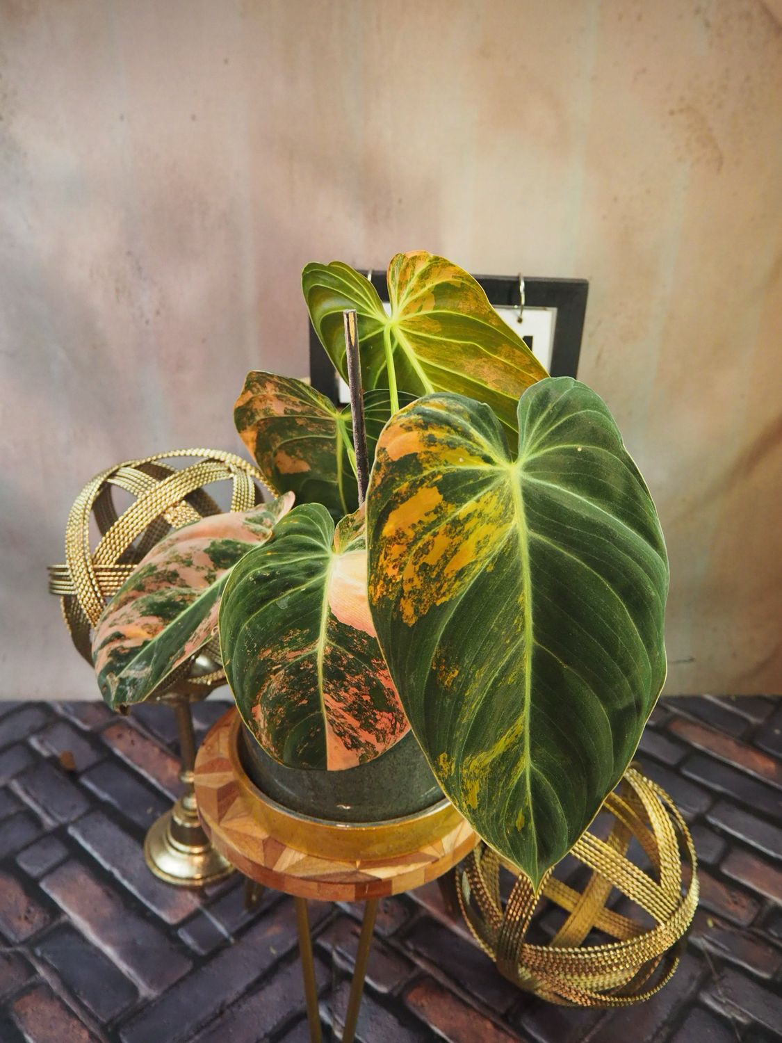 Philodendron melanochrysum Variegata „Orange Bonfire“ #4 Philodendron melanochrysum Variegata „Orange Bonfire“ #4
