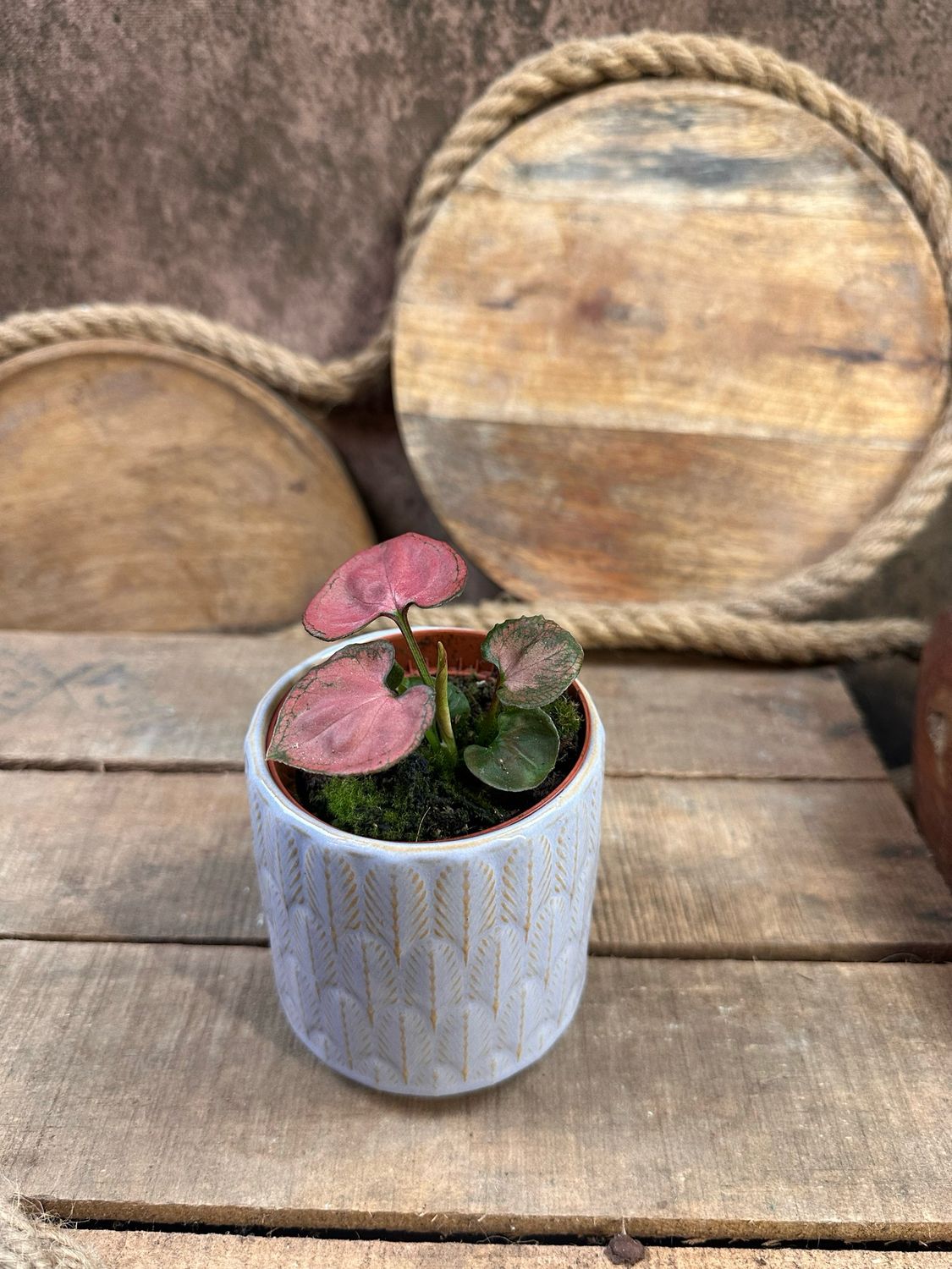 Syngonium Orm Nak