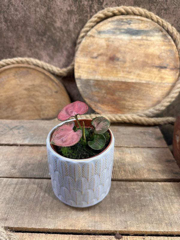 Syngonium Orm Nak Syngonium Orm Nak