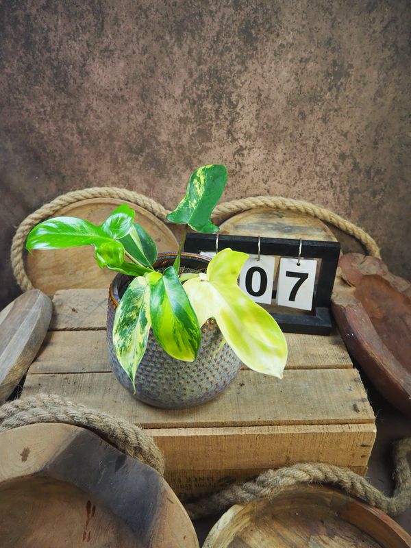 Philodendron Florida Beauty #M7 Philodendron Florida Beauty #M7