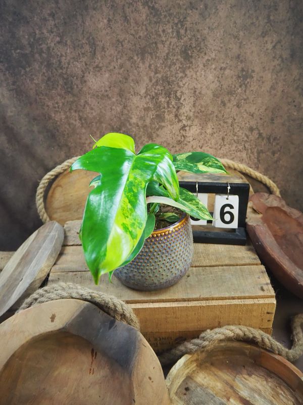 Philodendron Florida Beauty #M6 Philodendron Florida Beauty #M6