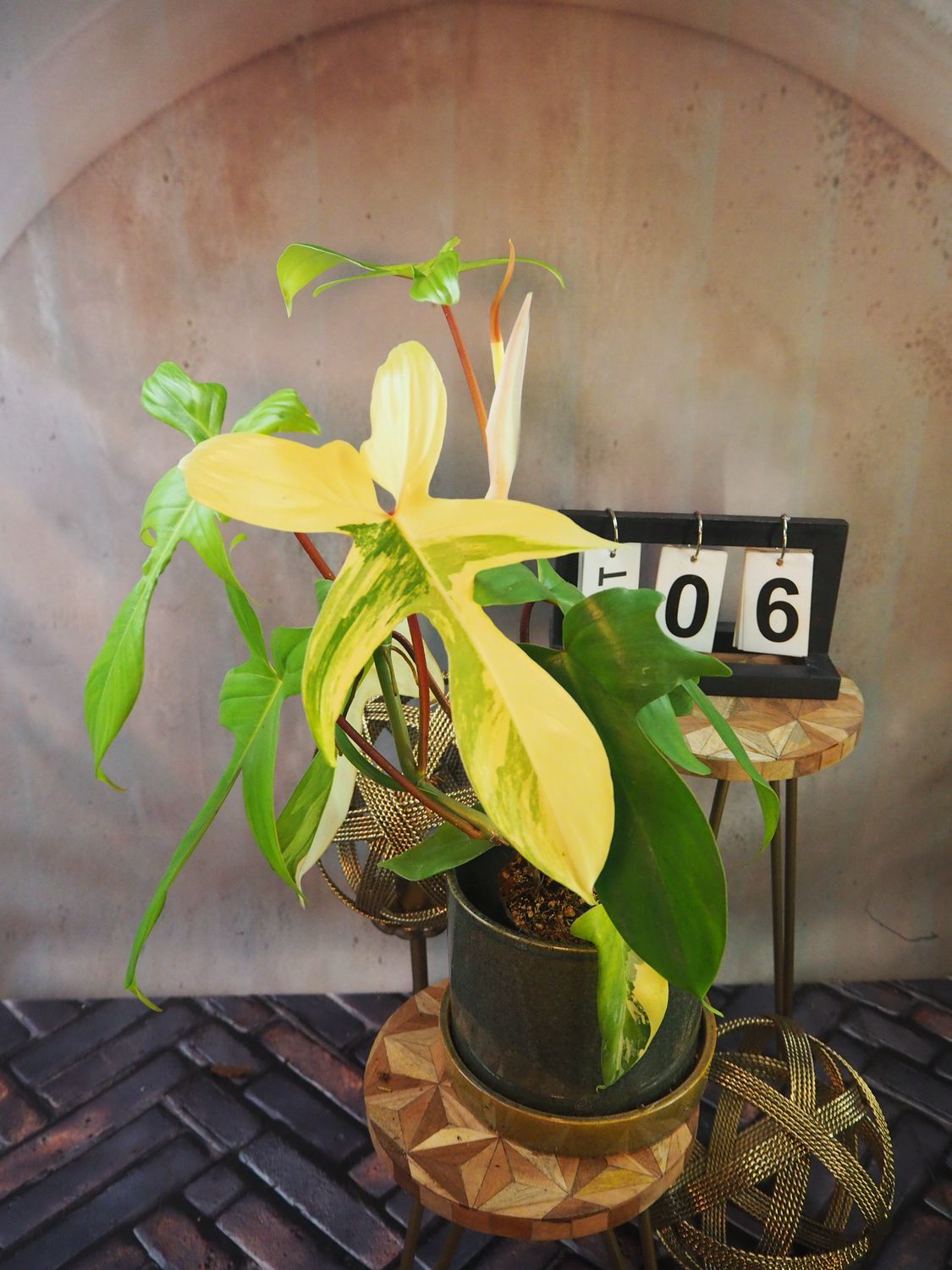 Philodendron Florida Beauty #M6 Philodendron Florida Beauty #M6