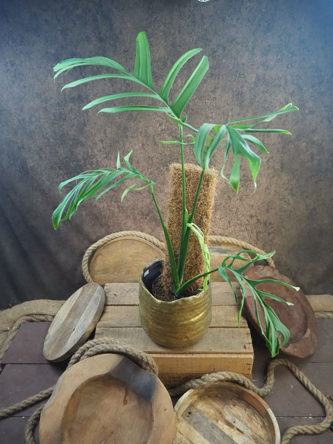 Monstera croatii Monstera croatii