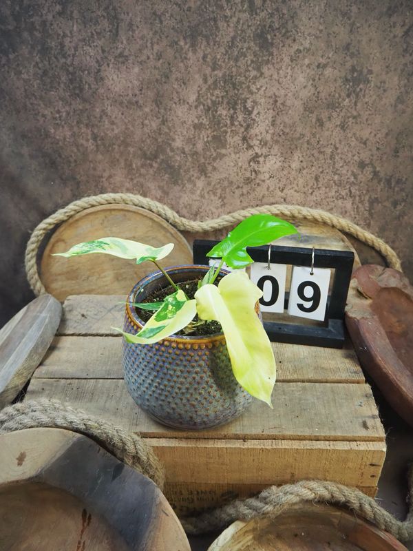 Philodendron Florida Beauty #M9 Philodendron Florida Beauty #M9