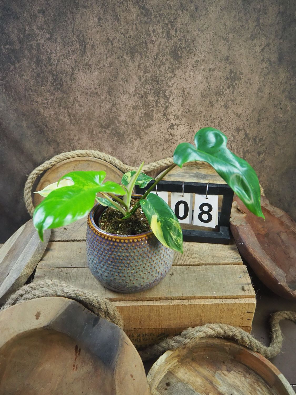 Philodendron Florida Beauty #M8