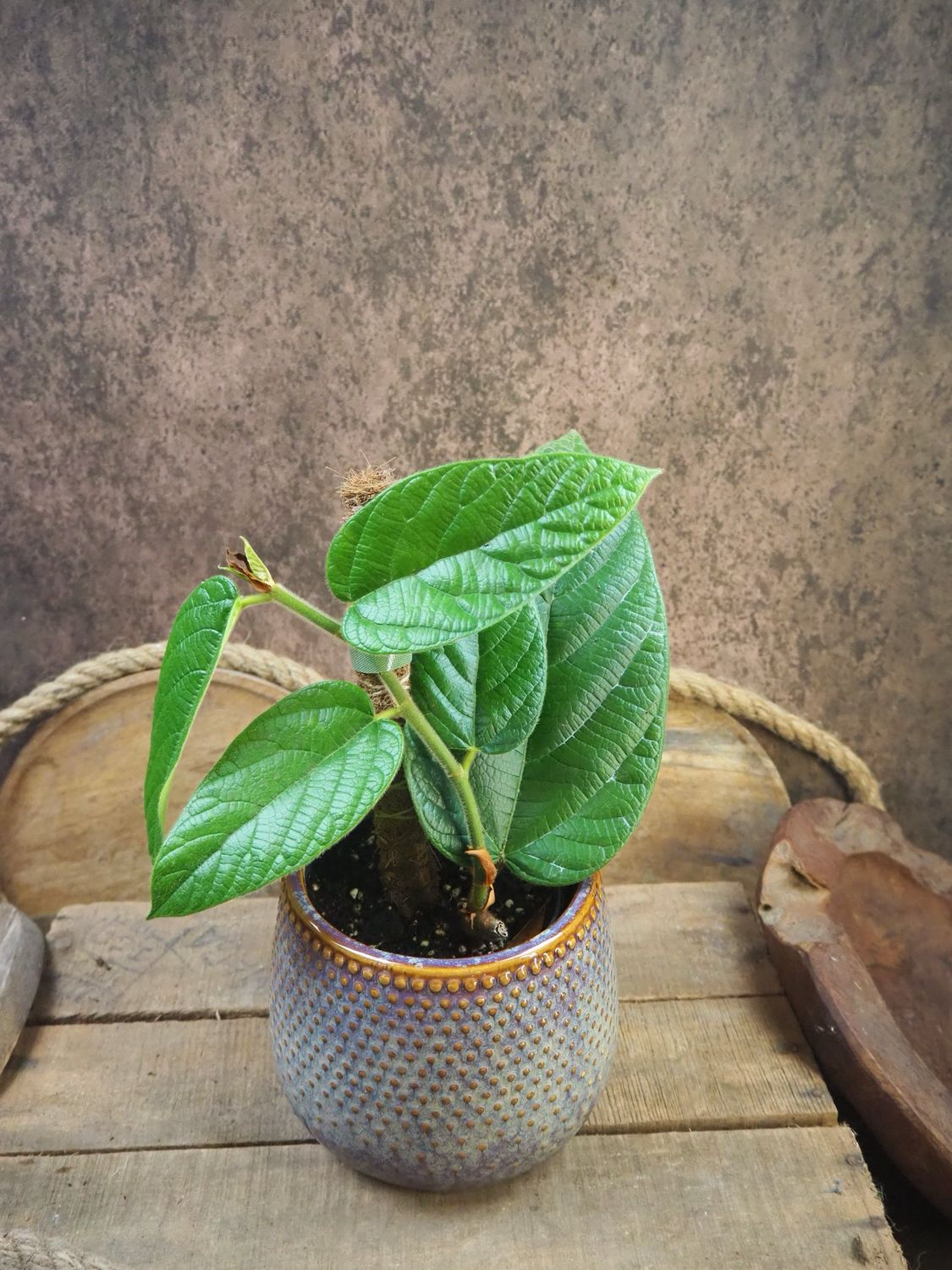 Ficus sp Villosa Ficus sp Villosa