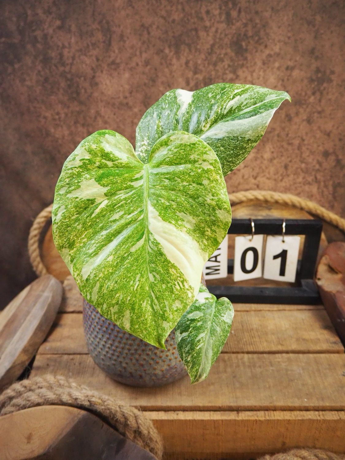 Monstera Thai Legacy #1