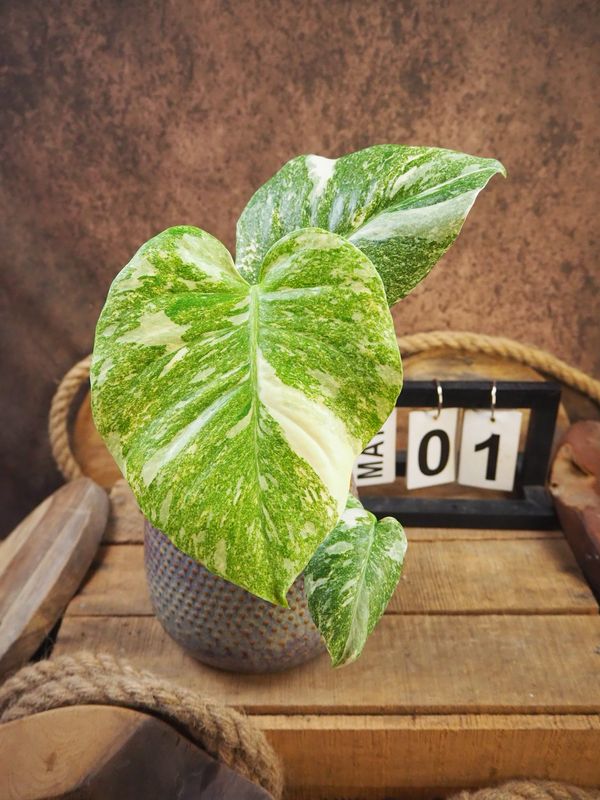 Monstera Thai Legacy #1