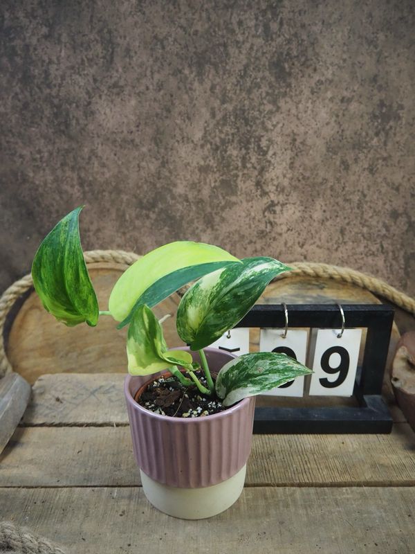 Scindapsus Jade Satin Aurea #9 Scindapsus Jade Satin Aurea #9