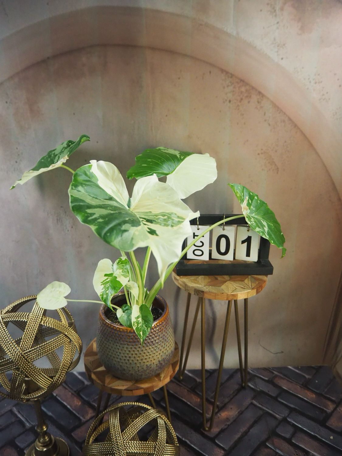 Alocasia Gageana Albo Variegata #1