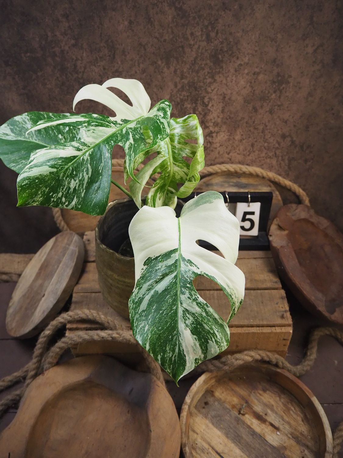 Monstera Deliciosa Albo Variegata #5