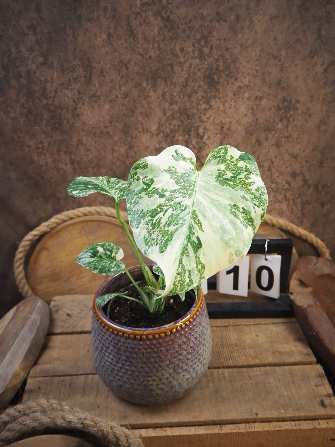 Monstera Thai Legacy #10