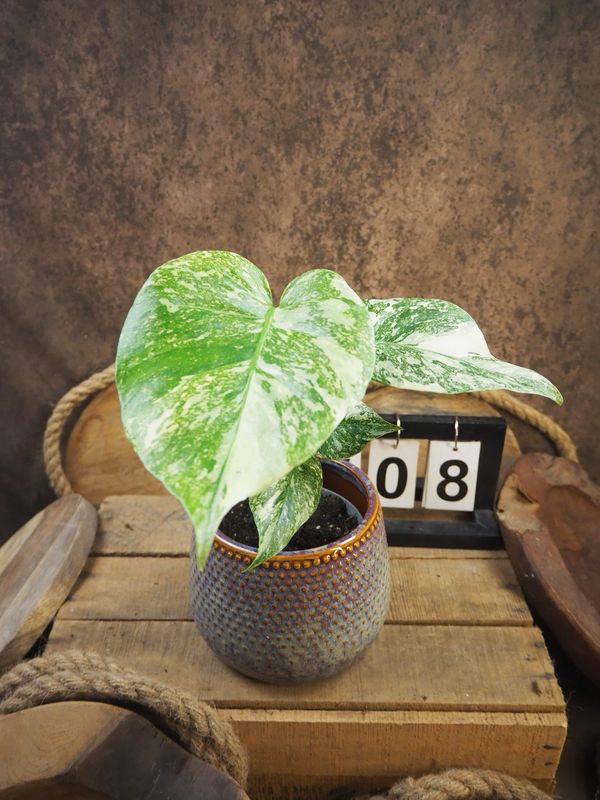 Monstera Thai Legacy #8