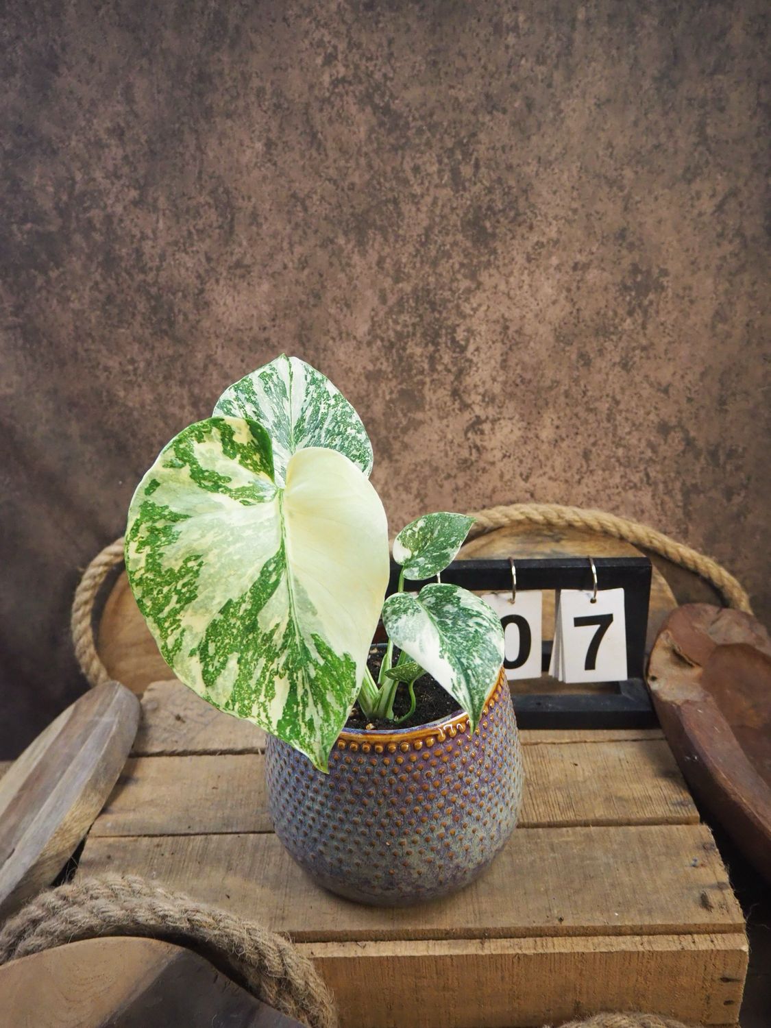 Monstera Thai Legacy #7 Monstera Thai Legacy #7