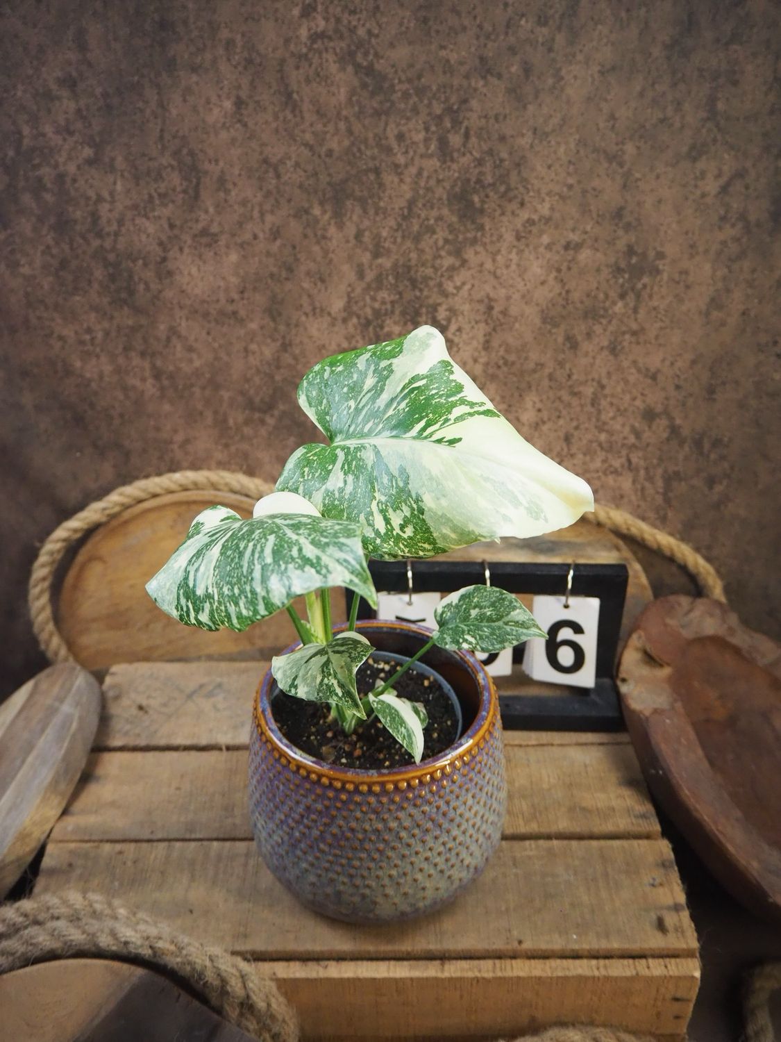 Monstera Thai Legacy #6