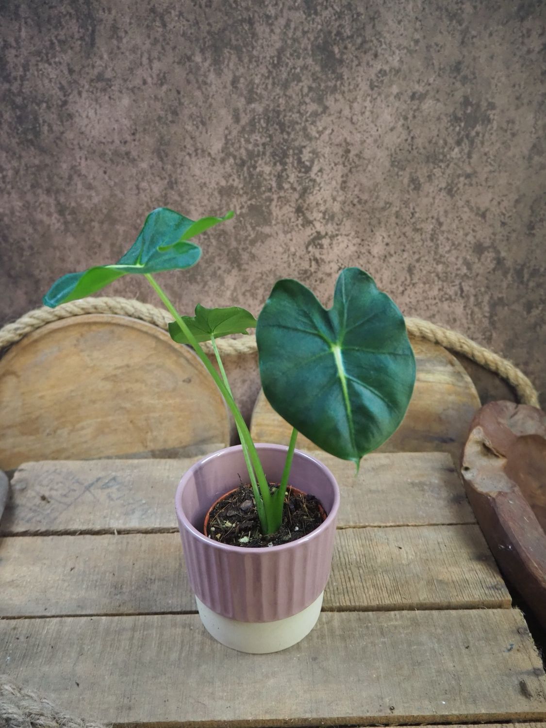 Alocasia Frydek Round Type Alocasia Frydek Round Type