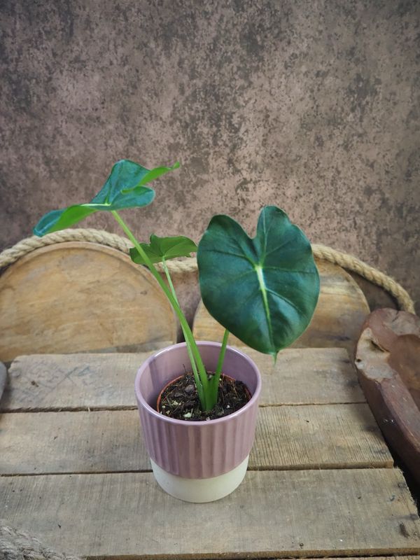 Alocasia Frydek Round Type Alocasia Frydek Round Type