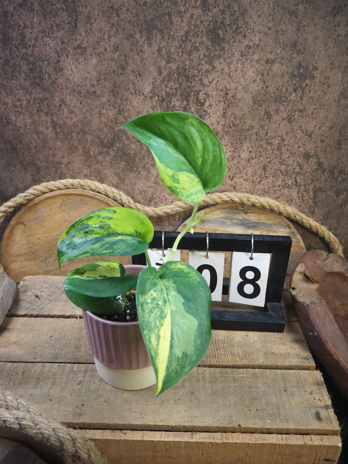 Scindapsus Jade Satin Aurea #8