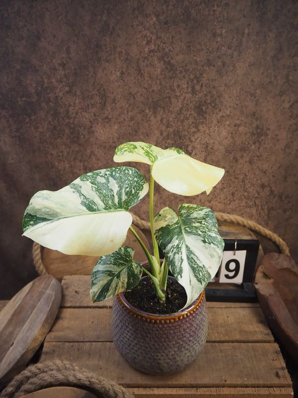 Monstera Thai Legacy #9