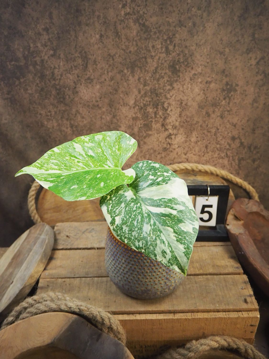 Monstera Thai Legacy #5
