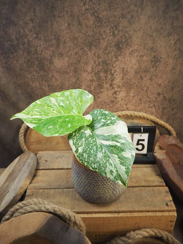 Monstera Thai Legacy #5
