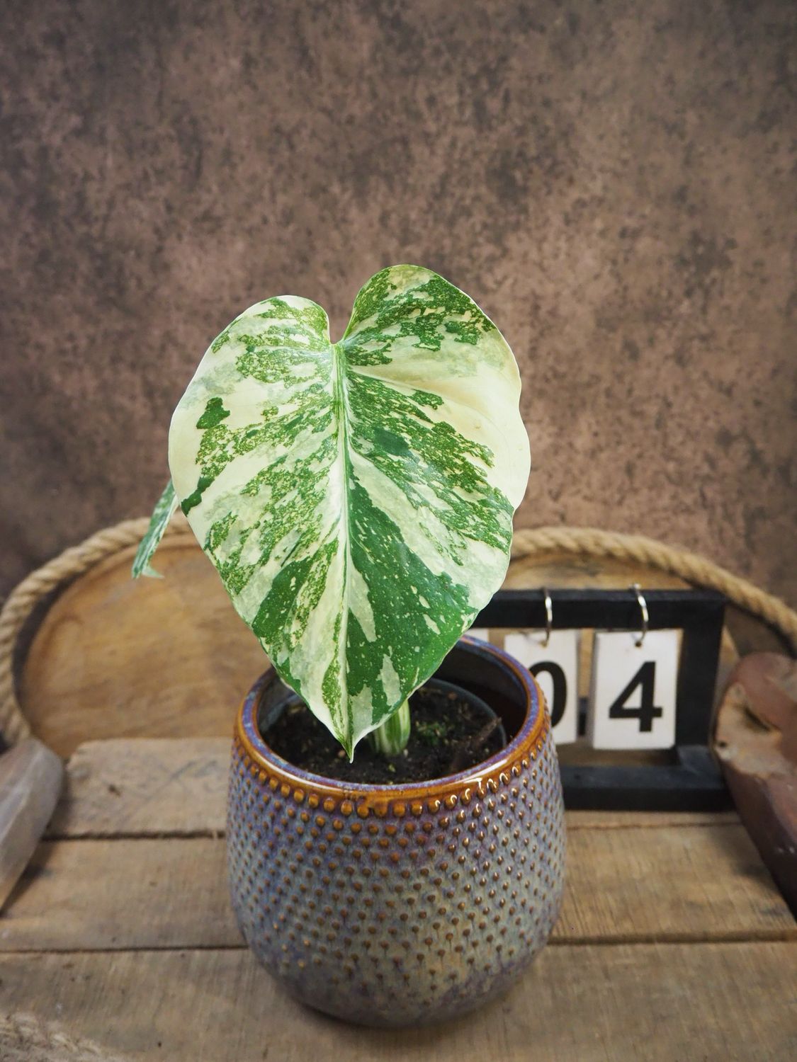 Monstera Thai Legacy #4