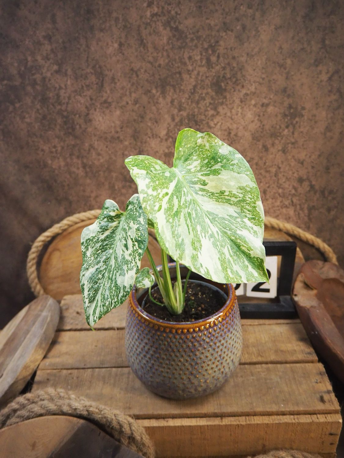 Monstera Thai Legacy #2