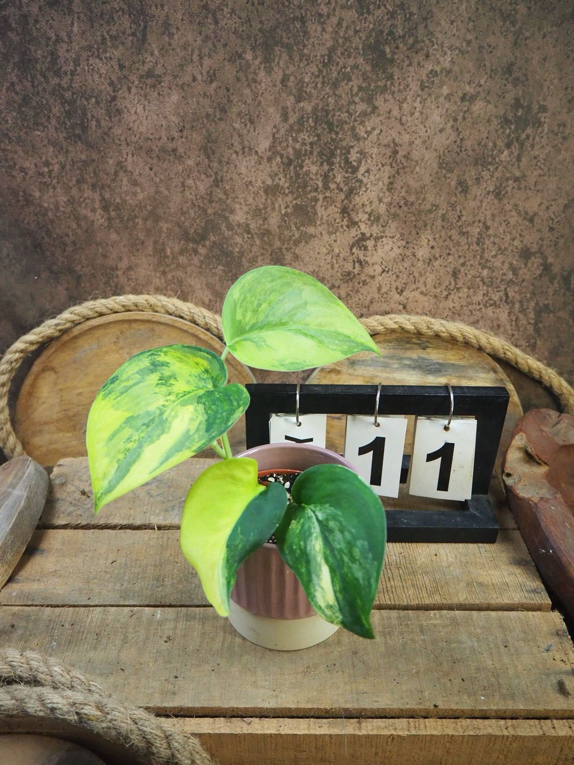 Scindapsus Jade Satin Aurea #11