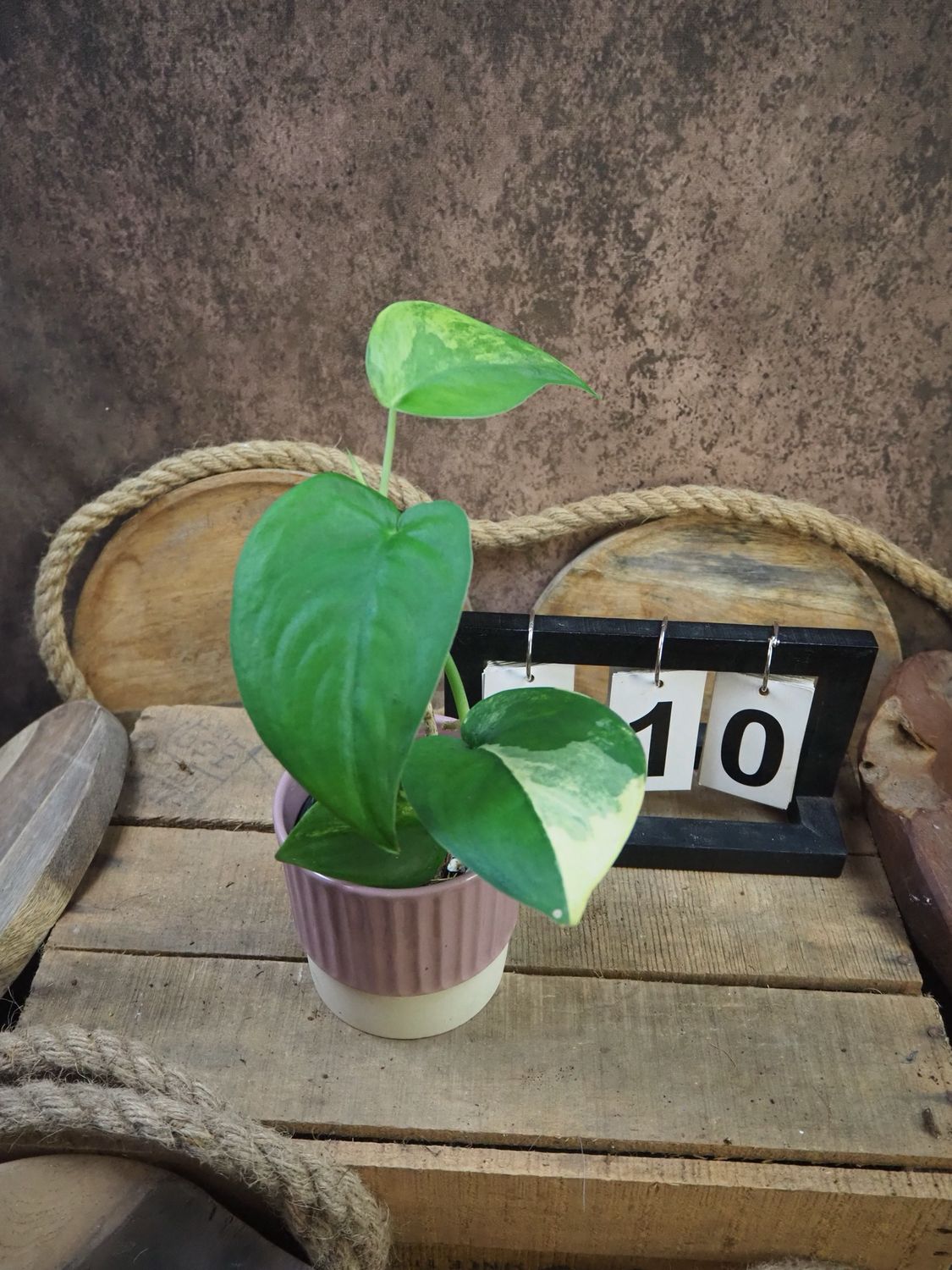 Scindapsus Jade Satin Aurea #10