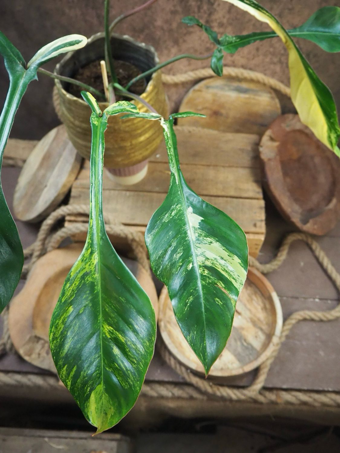 Philodendron Joepii Variegata 