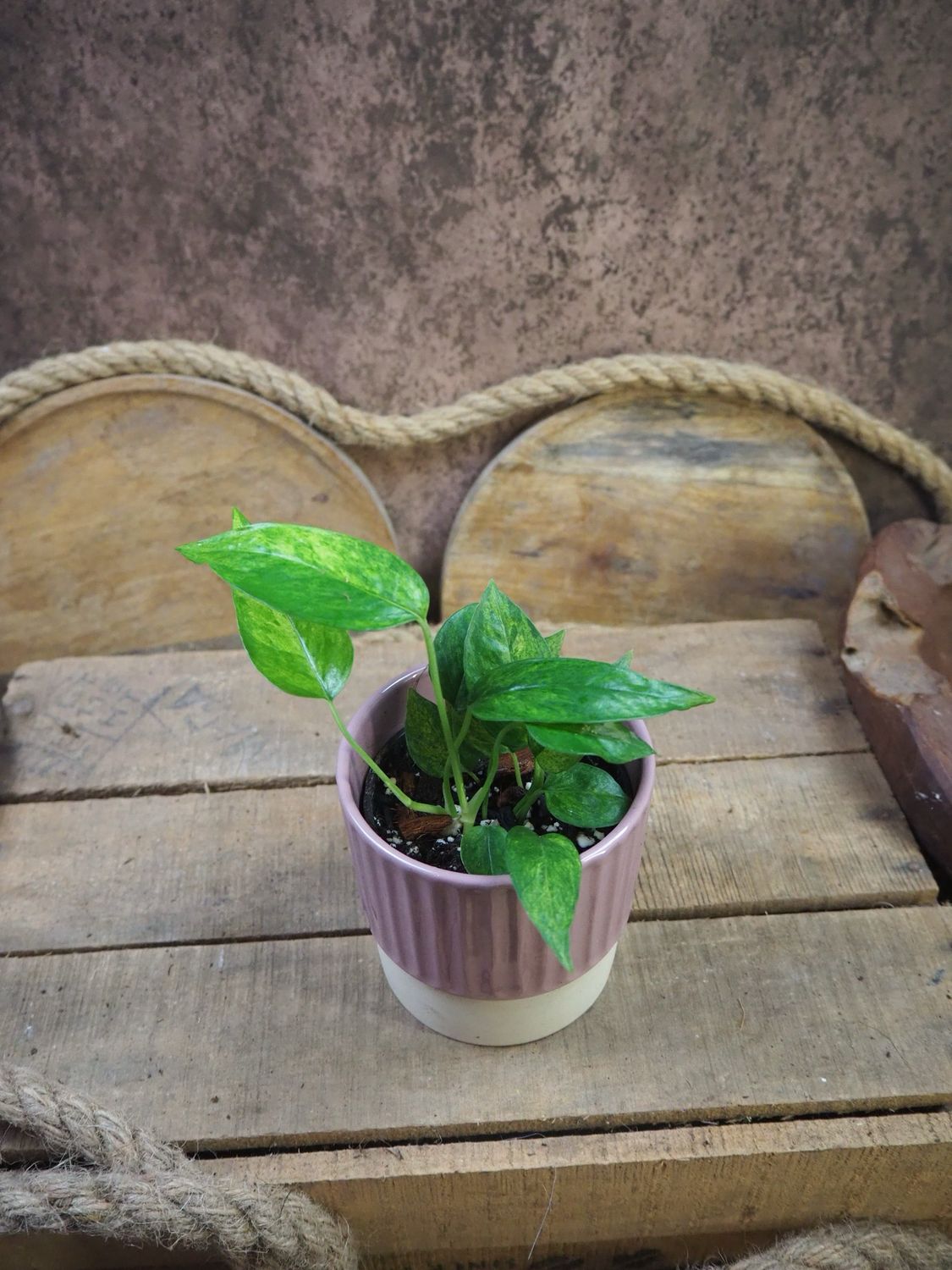 Epiprmenum Pinnatum Mint 