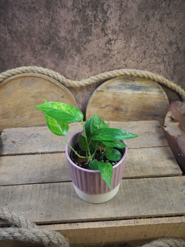 Epiprmenum Pinnatum Mint Epiprmenum Pinnatum Mint