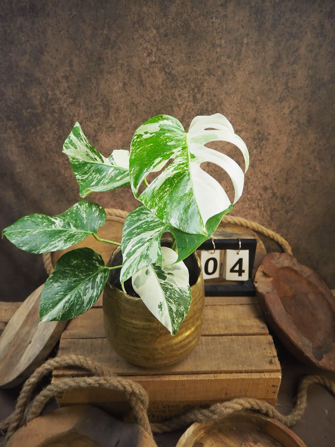 Monstera Deliciosa Albo Variegata #4