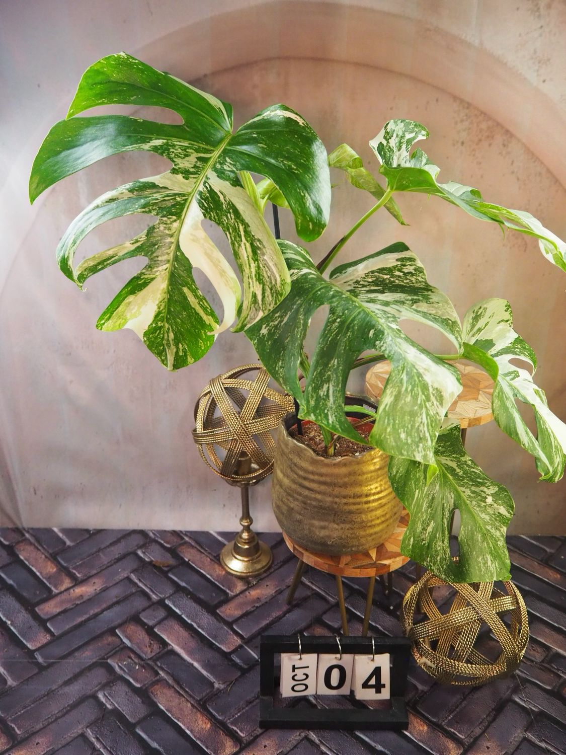 Monstera Deliciosa Albo Variegata #4 Monstera Deliciosa Albo Variegata #4